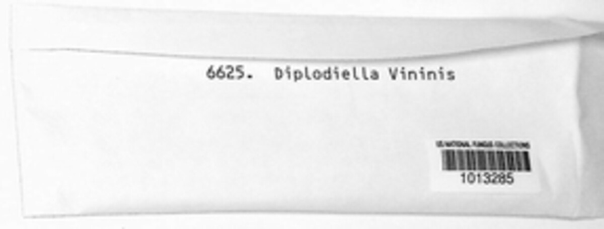 Diplodiella viminis image